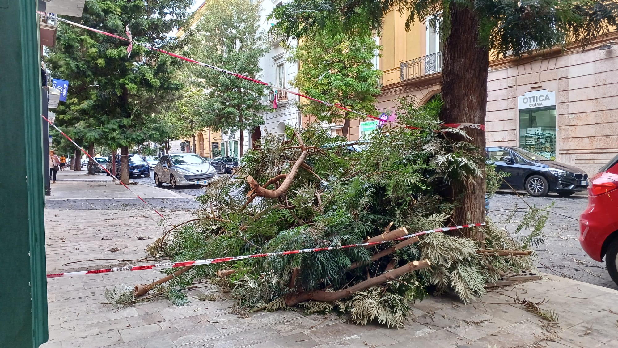 Uno Dei Rami Degli Alberi Che Sono Posti Sul Corso Si Spezzato