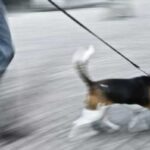 Consigli per insegnare al vostro cane a passeggiare col guinzaglio