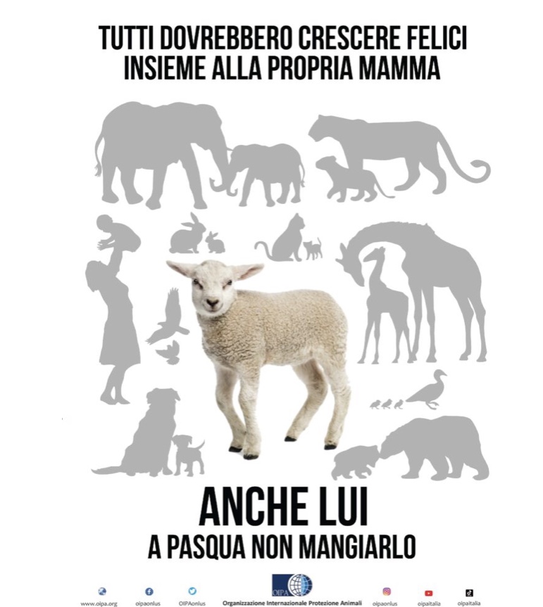 CROLLANO LE VENDITE DEGLI AGNELLI DESTINATI A FINIRE NEL PIATTO E NON SOLO PER IL  LOCKDOWN