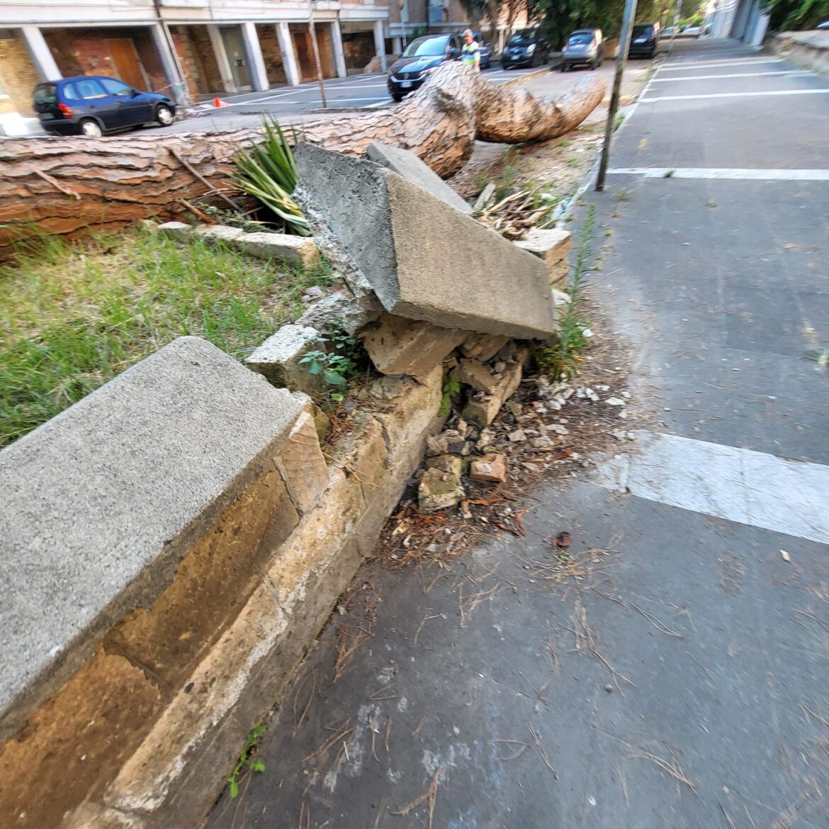 Caserta, la città con gli alberi cadenti